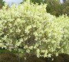 Grancy Graybeard Tree