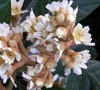 Loquat