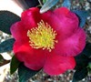 Yuletide Camellia