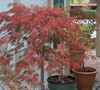 Crimson Queen Japanese Maple