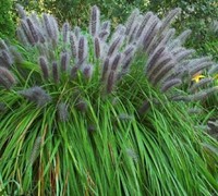 Moudry Fountain Grass Picture