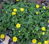 Cinquefoil