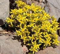 Gold Moss Sedum Picture