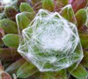 Cobweb Buttons Hen And Chicks