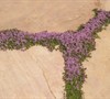 Elfin Creeping Thyme Picture