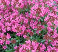 Pink Chintz Thyme Picture