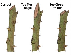 Pruning Cut Angle for Roses