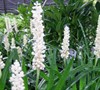 Monroe White Liriope
