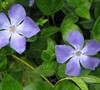 Vinca Major