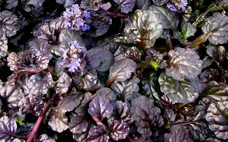 Black Scallop Ajuga Picture