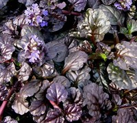 Black Scallop Ajuga Picture
