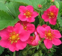 Lipstick Strawberry Plant Picture