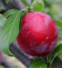 Plum Fruit On Branch