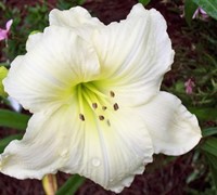 Joan Senior Daylily Picture