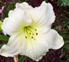 Susan's Daylily Delights