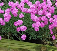 Tiny Rubies Dianthus Picture