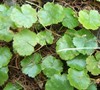 Lawn Marsh Pennywort