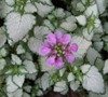 Red Nancy Lamium