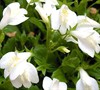 White Mazus