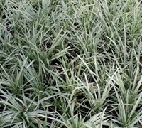 Variegated Dwarf Mondo Grass Picture