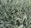 Variegated Dwarf Mondo Grass