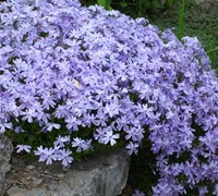 Emerald Blue Phlox Picture