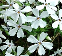 White Creeping Phlox Picture