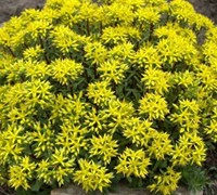 Weihenstephaner Gold Sedum Picture