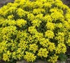 Weihenstephaner Gold Sedum