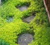 Gold Carpet Sedum