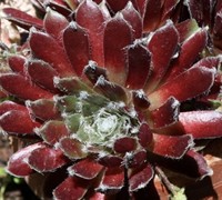 Jade Rose Hen And Chicks Picture