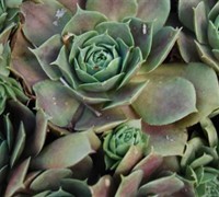 Krebs 2 Hen And Chicks Picture