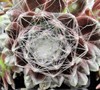 Red Cobweb Hen And Chicks