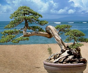 Bonsai Tree on Beach