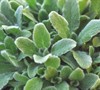 Silky Fleece Lamb's Ear