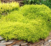 Archer's Gold Thyme Picture