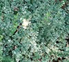 Gracilis Variegated Euonymus