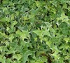 Ingelise Ivy