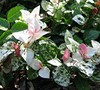 Snow N Summer Asian Jasmine