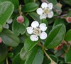 Mooncreeper Cotoneaster