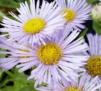 Prosperity Fleabane Picture