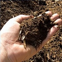 Organic Compost in Hand