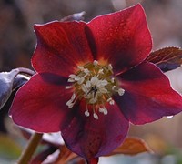 Red Lady Helleborus Picture