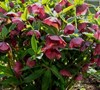 Red Lady Helleborus