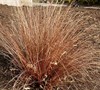 Red Rooster Carex