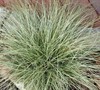 Amazon Mist Carex