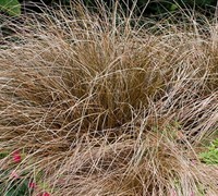 Toffee Twist Carex Picture