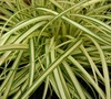 Evergold Carex