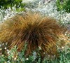 Orange Sedge