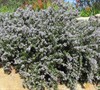 Prostratus Rosemary